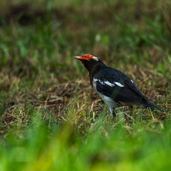 Gracupica floweri