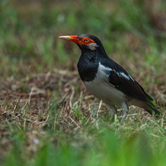 Gracupica floweri