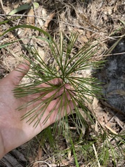 Schizaea