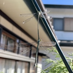 Lestidae