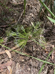 Schizaea