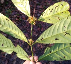 Salacia loloensis
