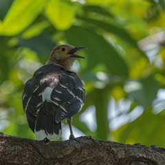 Gracupica nigricollis