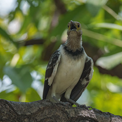 Gracupica nigricollis
