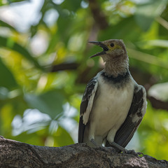 Gracupica nigricollis