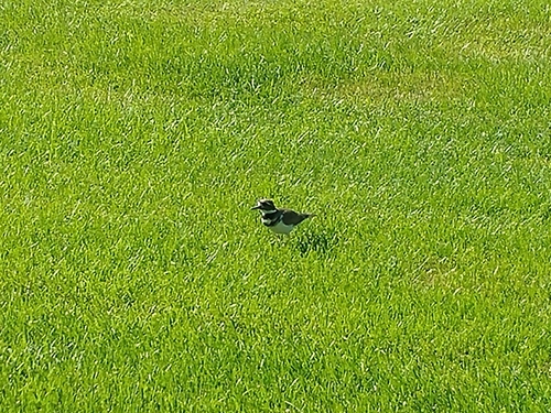 Killdeer photographed in South Dakota