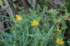 Scolymus hispanicus
