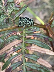 Chrysolopus spectabilis