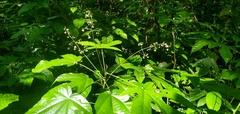 Macaranga saccifera