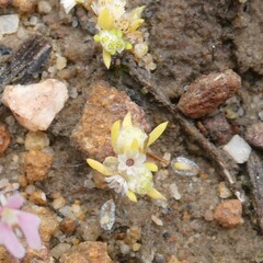 Siloxerus multiflorus