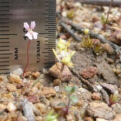 Siloxerus multiflorus