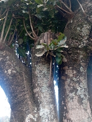 Elaeodendron buchananii image