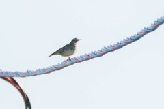Lullula arborea