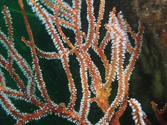 Subergorgia suberosa