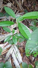 Anacardiaceae