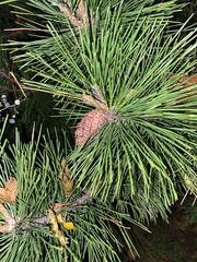 Pinus thunbergii