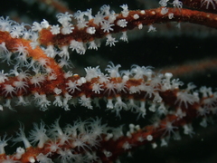 Subergorgia suberosa