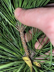 Pinus thunbergii