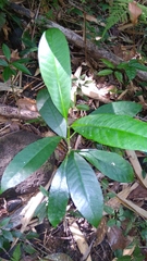 Anacardiaceae