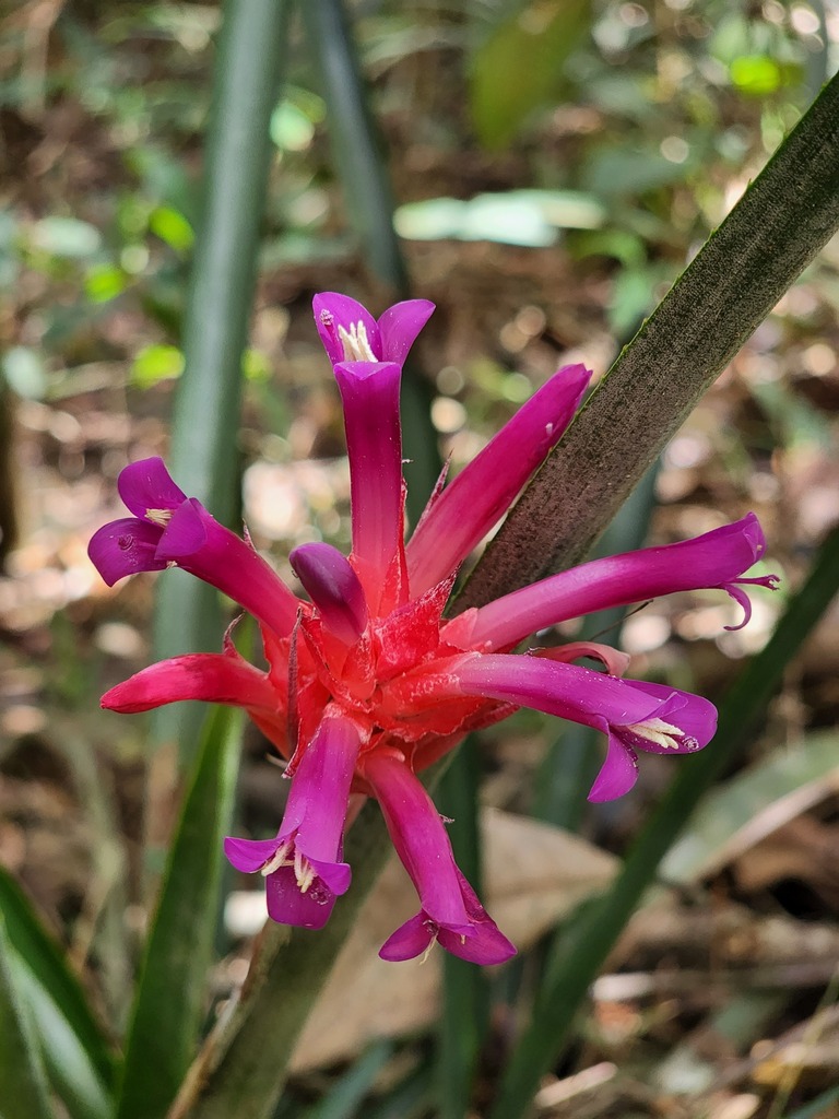 Quesnelia kautskyi