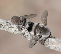 Meomyia vetusta