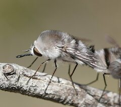 Meomyia vetusta