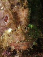 Scorpaenopsis