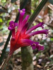 Quesnelia kautskyi