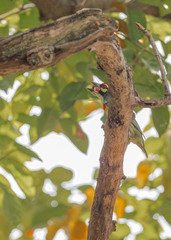 Psilopogon haemacephalus indicus