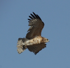Circaetus pectoralis