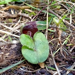 Corybas macranthus