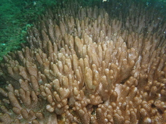 Cladiella