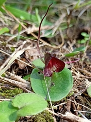 Corybas macranthus