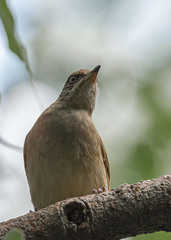 Pycnonotus conradi