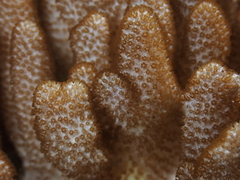Cladiella
