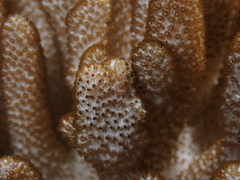 Cladiella