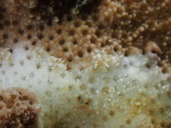 Phestilla subodiosa