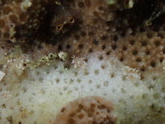 Phestilla subodiosa