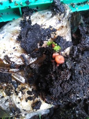 Scutellinia