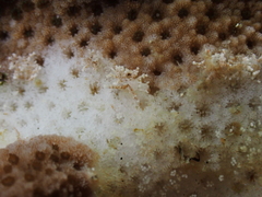 Phestilla subodiosa