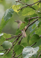 Pycnonotus conradi