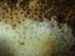 Phestilla subodiosa