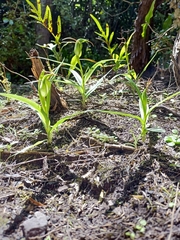 Pterostylis banksii