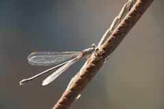 Chalcolestes parvidens