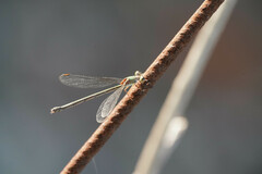 Chalcolestes parvidens