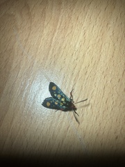 Arniocera auriguttata