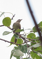 Pycnonotus conradi