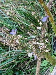 Campanula pyramidalis