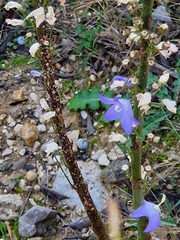 Campanula pyramidalis