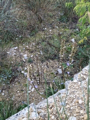 Campanula pyramidalis